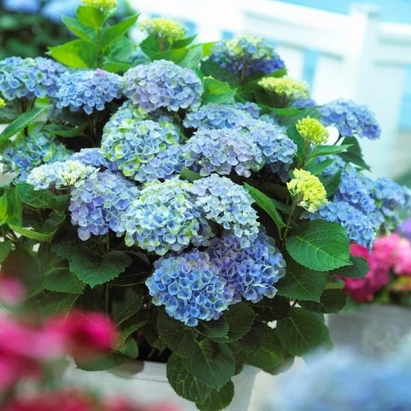 Hydrangea Macrophylla Everlasting® Revolution 3 Hydrangea Macrophylla Everlasting® Revolution - Image 3