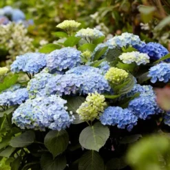 Hydrangea Macrophylla Everlasting® Revolution 8 Hydrangea Macrophylla Everlasting® Revolution -Tree Bower Sales x600 25556