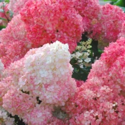 Hydrangea Paniculata Vanilla Strawberry™ 6 Hydrangea Paniculata Vanilla Strawberry™ -Tree Bower Sales x600 25566