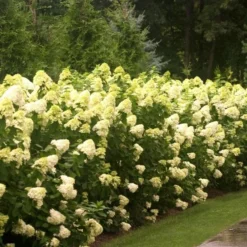 Hydrangea Paniculata 'Limelight'