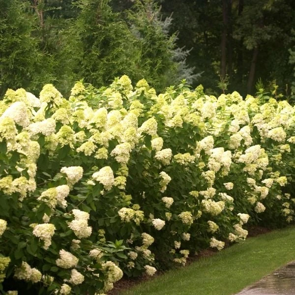 Hydrangea Paniculata 'Limelight' 1 Hydrangea Paniculata 'Limelight'