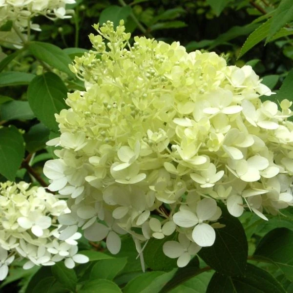 Hydrangea Paniculata 'Limelight' 3 Hydrangea Paniculata 'Limelight' - Image 3