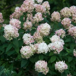 Hydrangea Paniculata Fire Light® -Tree Bower Sales x600 25575