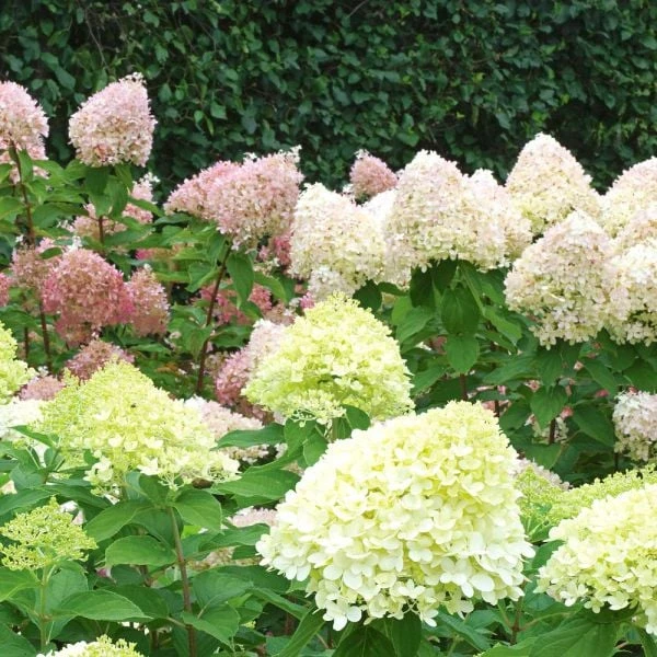 Hydrangea Paniculata Little Lime® - 1 Gallon Pot 2 Hydrangea Paniculata Little Lime® - 1 Gallon Pot - Image 2