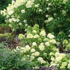 Hydrangea Paniculata Little Lime® - 1 Gallon Pot 6 Hydrangea Paniculata Little Lime® - 1 Gallon Pot -Tree Bower Sales x600 25577