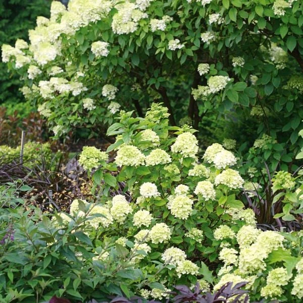 Hydrangea Paniculata Little Lime® - 1 Gallon Pot 3 Hydrangea Paniculata Little Lime® - 1 Gallon Pot - Image 3