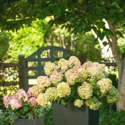 Hydrangea Paniculata Little Lime® - 1 Gallon Pot 7 Hydrangea Paniculata Little Lime® - 1 Gallon Pot -Tree Bower Sales x600 25578