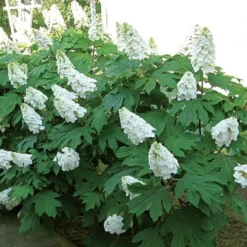 Hydrangea Quercifolia Gatsby Gal® -Tree Bower Sales x600 25585