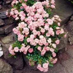 Rose 'The Fairy' -Tree Bower Sales x600 25590