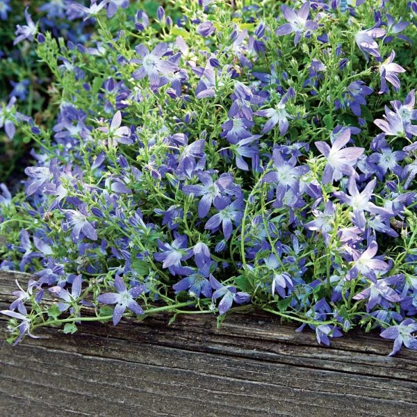 Campanula Poscharskyana 'Blue Gown' 1 Campanula Poscharskyana 'Blue Gown'