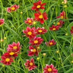 Coreopsis Big Bang™ 'Mercury Rising' -Tree Bower Sales x600 25610