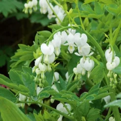 Dicentra Spectabilis 'Alba' -Tree Bower Sales x600 25615