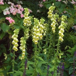 Digitalis Grandiflora -Tree Bower Sales x600 25617