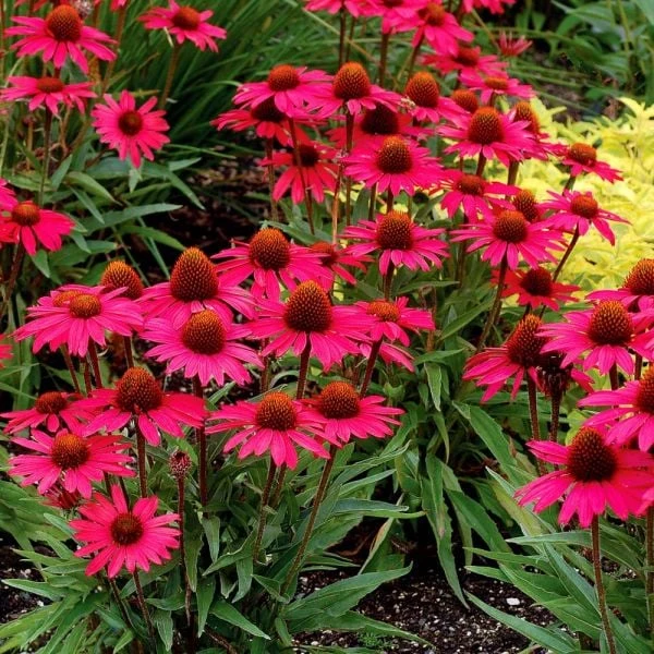Echinacea 'Glowing Dream' 1 Echinacea 'Glowing Dream'