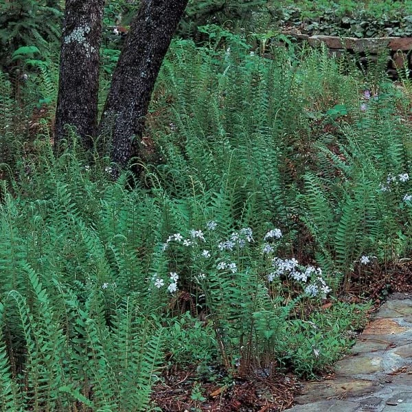 Polystichum Acrostichoides - Christmas Fern 6 Polystichum Acrostichoides - Christmas Fern - Image 6