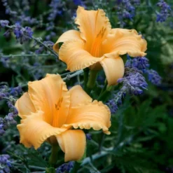 Hemerocallis (Daylily) 'Apricot Sparkles' - Reblooming -Tree Bower Sales x600 25640
