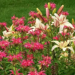Monarda Didyma 'Coral Reef' -Tree Bower Sales x600 25658