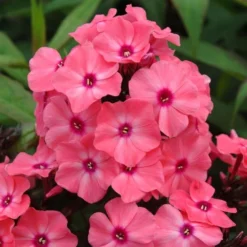 Phlox Paniculata Candy Store® Coral Crème Drop 7 Phlox Paniculata Candy Store® Coral Crème Drop -Tree Bower Sales x600 25675