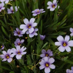 Sisyrinchium Angustifolium 'Lucerne' 7 Sisyrinchium Angustifolium 'Lucerne' -Tree Bower Sales x600 25677