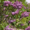 Syringa Vulgaris 'Sensation'