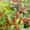 Ilex Verticillata Berry Heavy®
