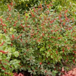 Ilex Verticillata Berry Heavy® -Tree Bower Sales x600 25725