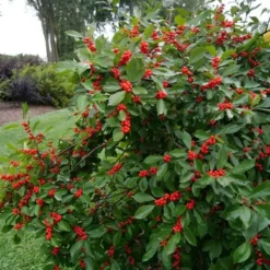 Ilex Verticillata Berry Heavy® -Tree Bower Sales x600 25726