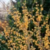 Ilex Verticillata Berry Heavy® Gold