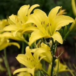 Hemerocallis (Daylily) 'Hyperion' -Tree Bower Sales x600 25736