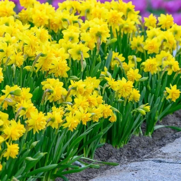 Narcissus 'Tête Bouclé' 1 Narcissus 'Tête Bouclé'