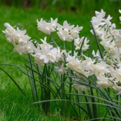 Narcissus 'Starlight Sensation'