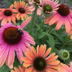 Echinacea Purpurea Butterfly™ Rainbow Marcella -Tree Bower Sales x600 25980