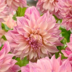 Dahlia 'Café Au Lait Royal' -Tree Bower Sales x600 25987