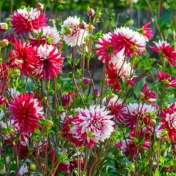 Dahlia 'Rebecca's World' -Tree Bower Sales x600 25988
