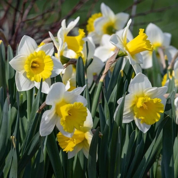 Narcissus 'Cornish King' 1 Narcissus 'Cornish King'