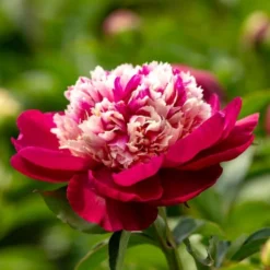 Peony 'White Cap' -Tree Bower Sales x600 26104