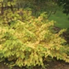 Cornus Sanguinea Arctic Sun®