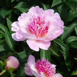 Peony 'Do Tell' -Tree Bower Sales x600 26190