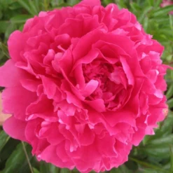 Peony 'Felix Supreme' -Tree Bower Sales x600 26201