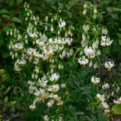 Lilium Martagon 'Snowy Morning' -Tree Bower Sales x600 26227
