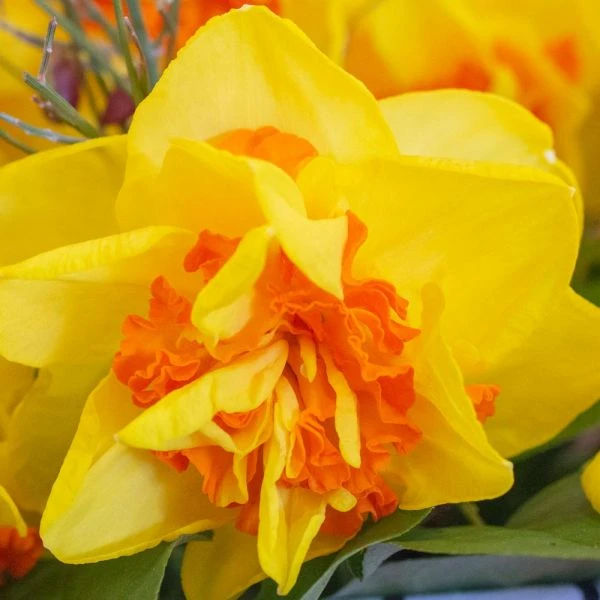 Narcissus 'Vulcanello' 2 Narcissus 'Vulcanello' - Image 2