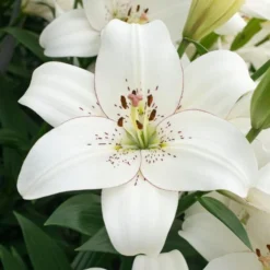 Lilium Pastel Shades Mix For Naturalizing 11 Lilium Pastel Shades Mix For Naturalizing -Tree Bower Sales x600 26274