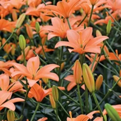 Lilium Pastel Shades Mix For Naturalizing 12 Lilium Pastel Shades Mix For Naturalizing -Tree Bower Sales x600 26277