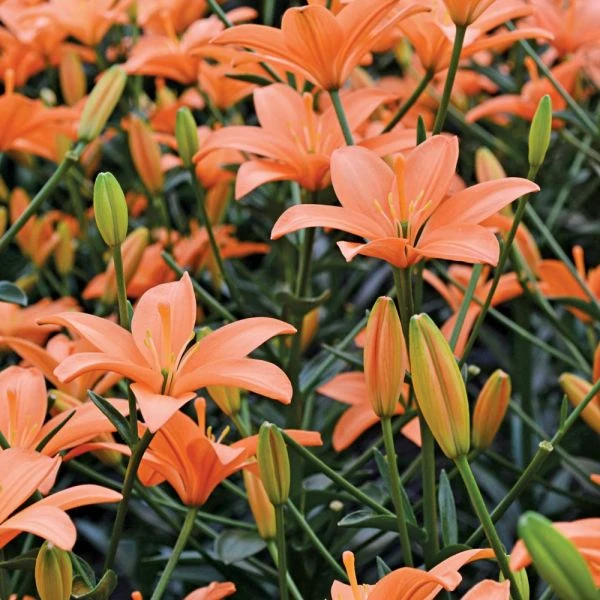 Lilium Pastel Shades Mix For Naturalizing 5 Lilium Pastel Shades Mix For Naturalizing - Image 5