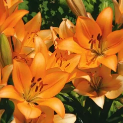 Lilium Pastel Shades Mix For Naturalizing 13 Lilium Pastel Shades Mix For Naturalizing -Tree Bower Sales x600 26278