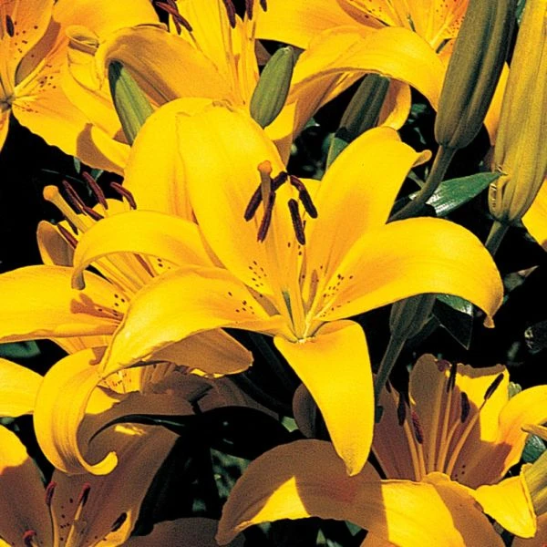 Lilium Pastel Shades Mix For Naturalizing 7 Lilium Pastel Shades Mix For Naturalizing - Image 7