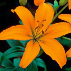 Lilium Pastel Shades Mix For Naturalizing 15 Lilium Pastel Shades Mix For Naturalizing -Tree Bower Sales x600 26281