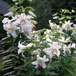 Lilium 'Casa Blanca' -Tree Bower Sales x600 26345