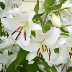 Lilium 'Casa Blanca' -Tree Bower Sales x600 26346