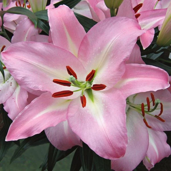 Lilium 'Pink Pearl' 1 Lilium 'Pink Pearl'